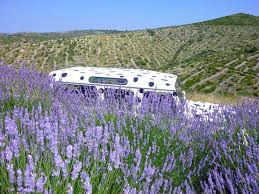 Photos From Ilirio S Lavender Tour On Hvar Island Croatia