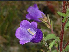 Maybe you would like to learn more about one of these? Campanula Medium Wikiwand