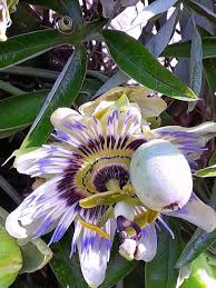 Image result for Passiflora caerulea