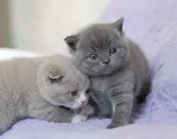 Brazilian Shorthair Cute Cats Cats Kittens Cutest