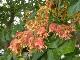 Image result for Ailanthus