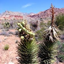 Roasted and dried joshua tree fruit. File Joshua Tree With Fruit By Leah Daniel 8950741178 Jpg Wikimedia Commons