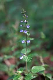 Image result for Isodon ramosissimus