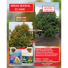 Baja lengkap untuk semua tanaman termasuk pokok durian. Baja Merawat Pokok Durian Menyubur Dan Menyihatkan Pokok Foliar Calboron Seaweed Amino 4l 1l Shopee Malaysia