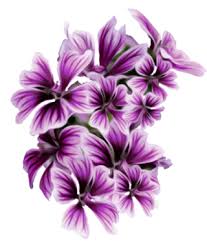 Png file with transparent background also available. Purple Flower Png Purple Flower Transparent Background Freeiconspng