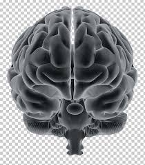 Brain Auditory Neuroscience Making Sense Of Sound Auditory System Png Clipart Acoustics Auditory System Brain Front Explore free brain png images & brain transparent images on vhv.rs. brain auditory neuroscience making