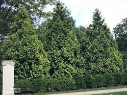 There are a few fast growing trees, but perhaps not the best in the long run. The Best Trees For Privacy Screening In Big And Small Yards