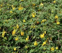 This figure is normally given as a range; Perennial Picks That Make Quick Climbers This Old House