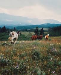 Late Night Randomness 24 Photos Suburban Men Horses Beautiful Horses Animals