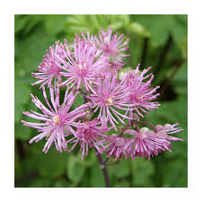Image result for Thalictrum