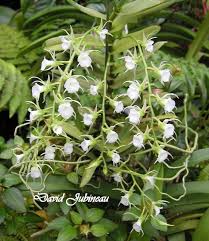 Image result for Polystachya pamelae