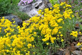 Check spelling or type a new query. Perennial Drought Tolerant Ground Covers For Dry Ground