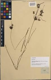 Image result for Fimbristylis scabrida