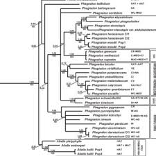 Image result for Philyrophyllum schinzii
