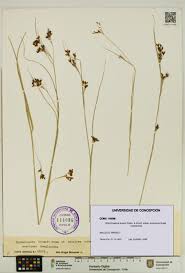 Image result for Rhynchospora brownii