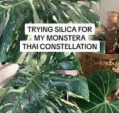 Supercharge your plant care: the magic of silica ...