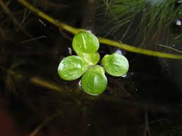 Image result for Spirodela polyrrhiza