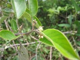 Image result for Metteniusaceae