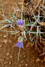 Image result for Blepharis