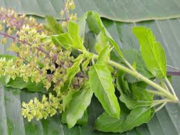 Holy basil is beneficial for the eyes. 21 Incredible Benefits Of Basil For Skin Hair And Health