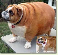 My dog is really fat and unhealthy and it's bc my dad over feeds her but like we are working on that but like are there other foods she should be eating. Stop Overfeeding Your Dog Roliga Djur Djur Och Husdjur Husdjur