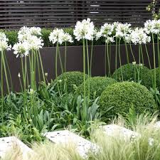 Image result for Agapanthus africanus
