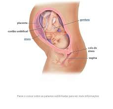 Desenvolvimento Fetal 31 Semanas De Gravidez 36 Semanas De Gravidez 35 Semanas De Gravidez 25 Semanas De Gravidez