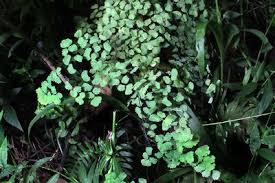Image result for Adiantum poiretii