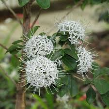 Image result for Tarenna