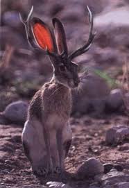 Jack Rabbit Endangered Jackalopes The Mysterious Jaspers Looks Like Someone Photoshopped This One Weird Animals Jackalope Animals