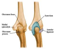 Olecranon definition, the part of the ulna beyond the elbow joint. Olecranon Fracture Persentation And Treatment Bone And Spine