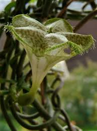 Image result for Ceropegia namuliensis