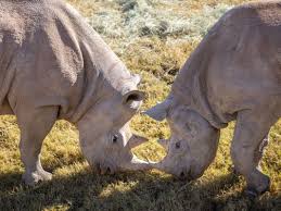 Image result for Rinorea laurentii