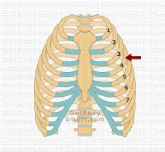 There are twelve (12) pairs of ribs and all articulate posteriorly with the thoracic vertebrae. Anatomy Rib Bones Flashcards Quizlet