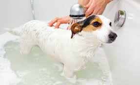 A premier, professional grooming service our mission is to provide caring, exceptional pet grooming in middle. Mobile Dog Shampoo Www Macj Com Br