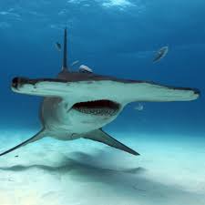 hammerhead sharks national geographic