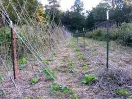 A rototiller is an efficient way to prepare your soil for planting. Rodger Winn Uses Clover And Hay To Build Soil Smother Weeds Southern Exposure Seed Exchange