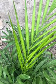 Image result for Chamaedorea elegans