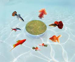 Neon tetras are a member of the characidae family, which contains many of the popular species seen in the aquarium trade today. Small Fish Food Mit Bit Basic Slowly Sinking Water Aquarium Tropical Guppy Betta Neon Tetra Golden Baby Fish Food Feed Fish Food Fish Feedaquarium Fish Feed Aliexpress