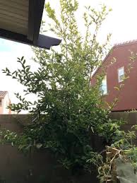 They can be grown from queensland right through to the southern states including victoria and as far south as melbourne. Some Fruit Trees Will Grow Back From Stump Las Vegas Review Journal