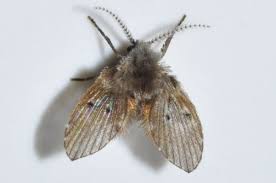 I have had these little tiny bugs in my kitchen sink and a few on the counter off and on for about 4 days. 10 Get Rid Of Drain Flies Larue Pest Management
