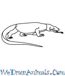 Maybe you would like to learn more about one of these? How To Draw A Komodo Dragon