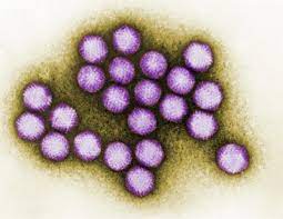 Adenovirus infections are more common in young children, owing to lack of humoral immunity. What Is An Adenovirus Infection