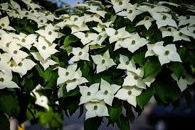 It grows the best in full sun with moist well drained soil. White Kousa Dogwood Trees For Sale The Tree Center