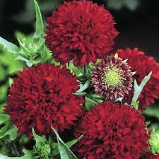 Gaillardia Seeds Red Plume Suttons
