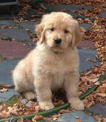 Pedigree Cressida Knock On Wood Dogs Golden Retriever Golden Puppy Golden Retriever