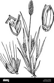 Image result for Panicum hymeniochilum