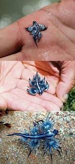 The blue dragon sea slug is a mollusk. 46 Blue Dragon Sea Slug Ideas Sea Slug Glaucus Atlanticus Blue Dragon