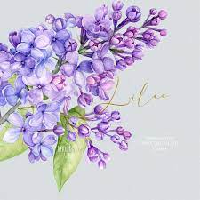 Lilac Watercolor Clipart Floral Elements Wedding Etsy Floral Art Lilac Tattoo Watercolor Clipart