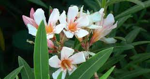 Nerium Oleander Petite Salmon Orchid Plants Shrubs Flowering Shrubs
